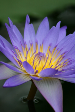 Flower Flower