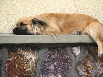 Dog Tired Dog Tired