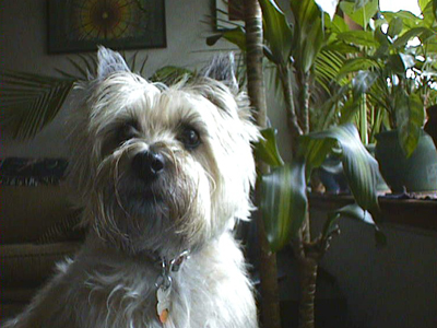 Lily