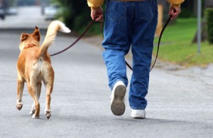 Walking Dog